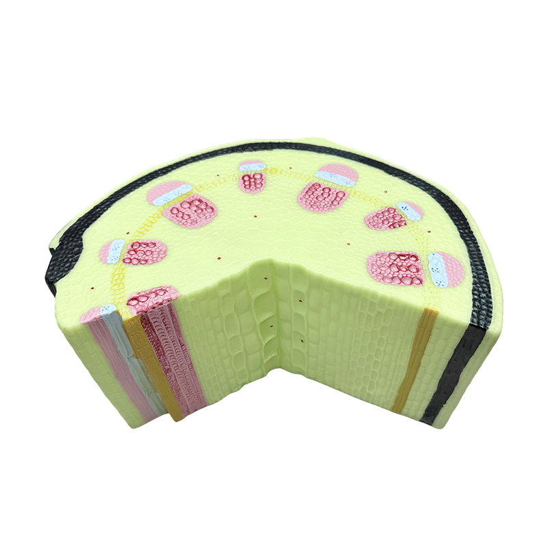 Dicotyledonous herb stem model animal and plant cell teaching model