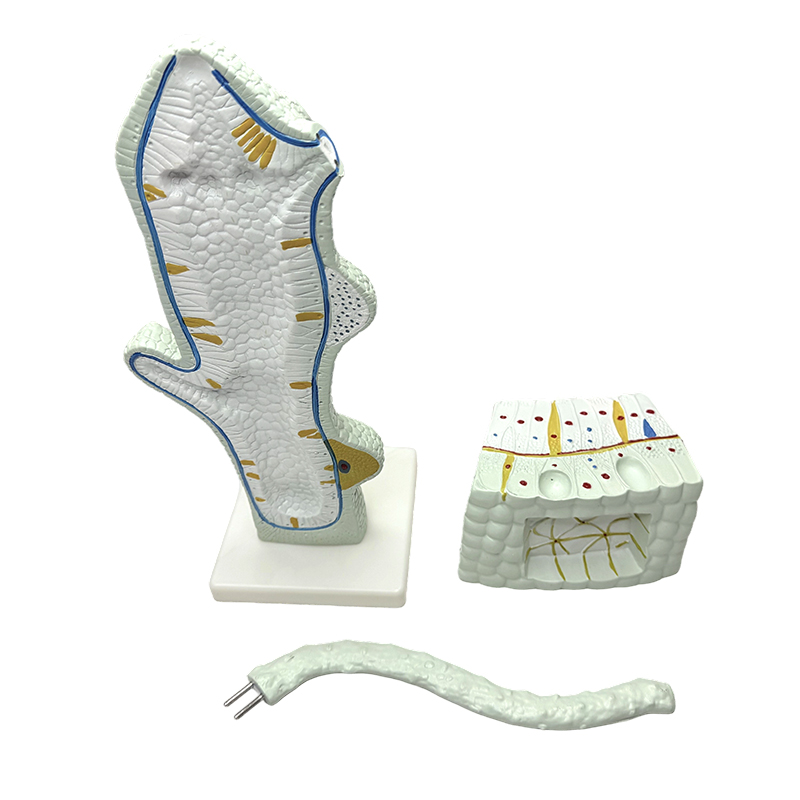 Hydra model enlarged animal model