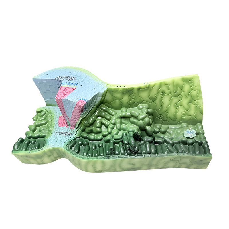 Teaching biological experiment teaching model leaf structure model plant anatomical model middle school teaching instruments