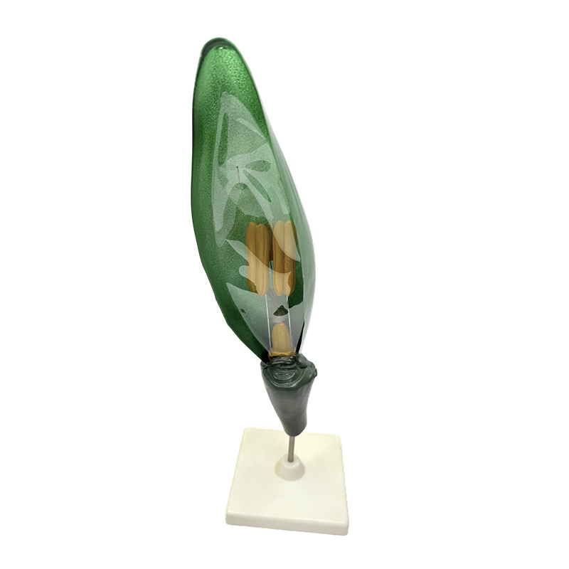Plant teaching model wheat flower model for middle and high school biology teaching
