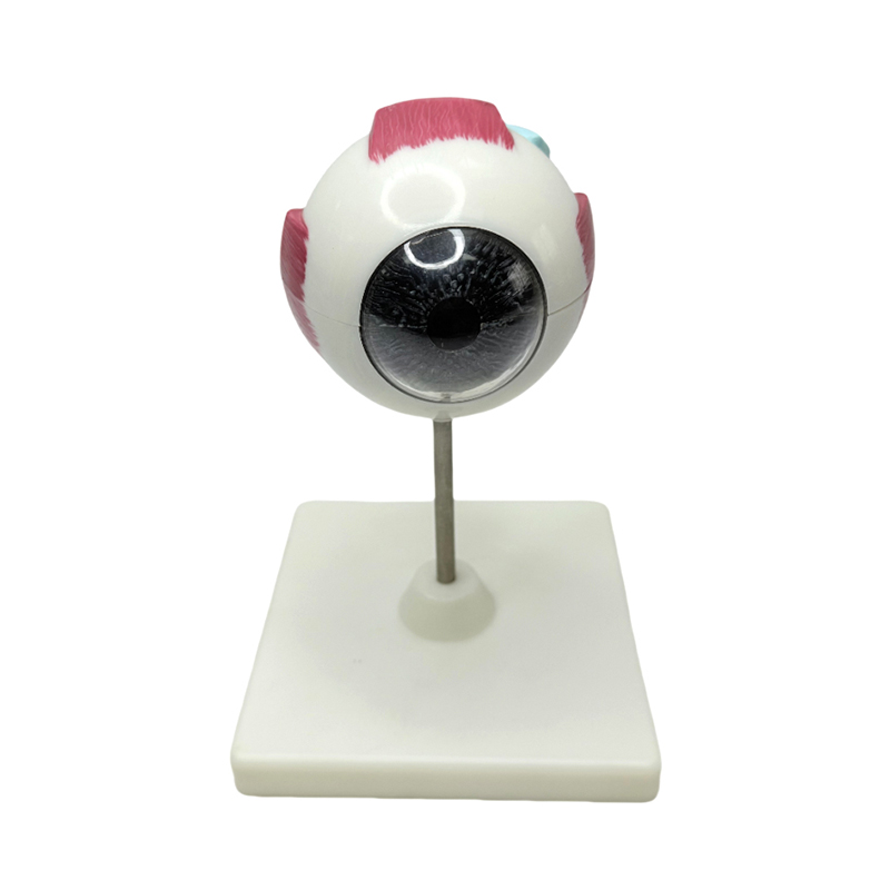 Eye model anatomy eye model medical learning instrument 3x magnifying eye anatomy model