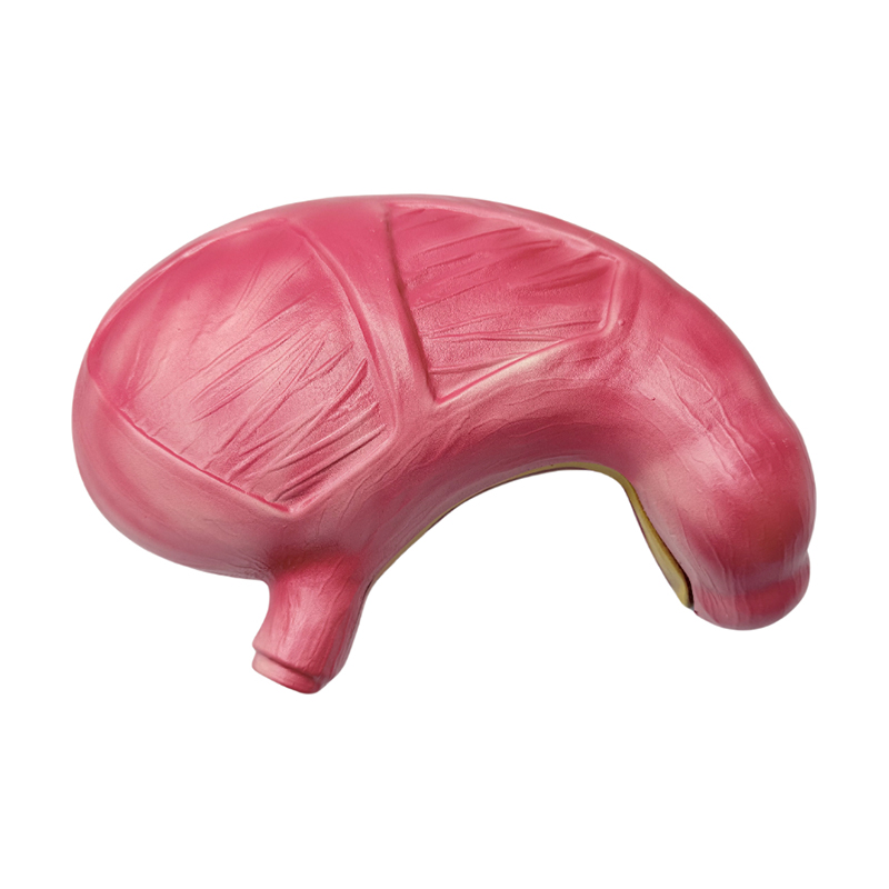 Medical anatomical human digestive system organs stomach anatomical model