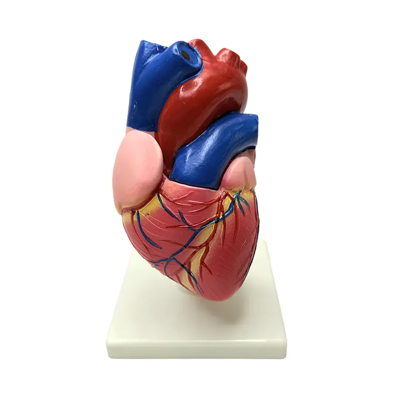 Anatomy human body organs natural size heart structure model