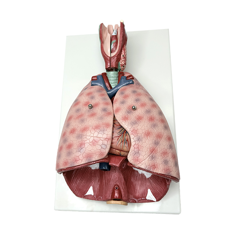Lung anatomy model with larynx (7 parts) medical human teaching model human anatomical model