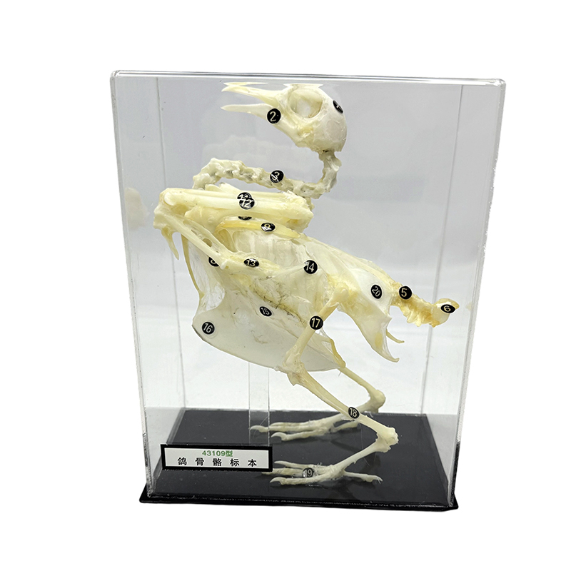 Experimental study on teaching pigeon skeleton specimens