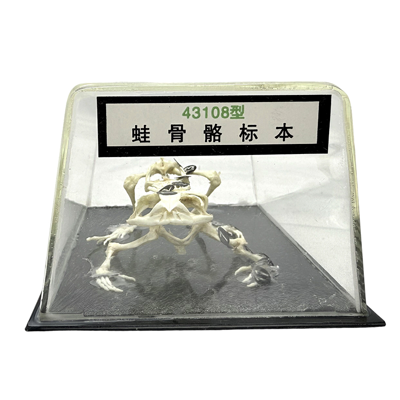 Frog skeleton model school specimen teaching tool