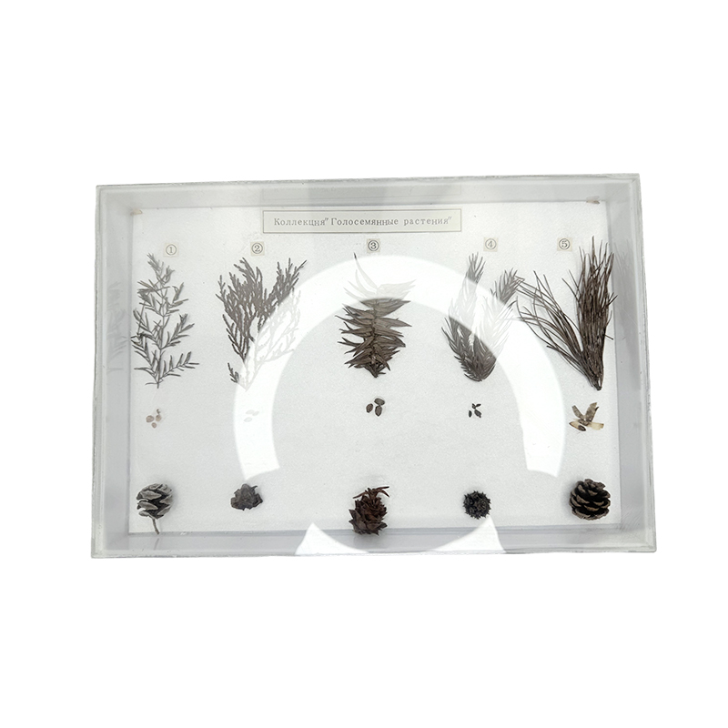 Gymnosperm specimens