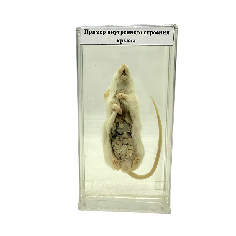Rat anatomical specimen