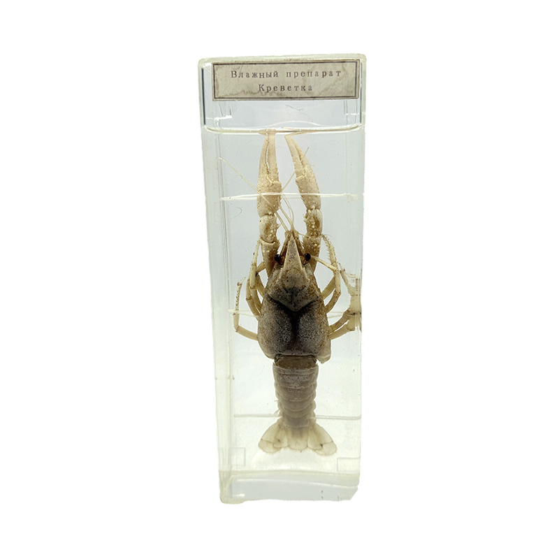 Shrimp soaked specimen school experimental class specimen teaching tool learning