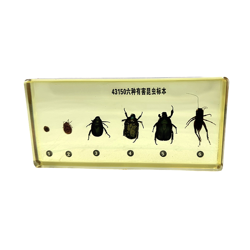Insect specimens (pests) used for school education