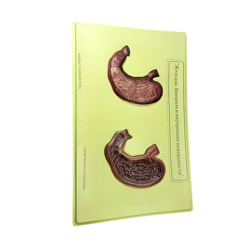 Relief model of stomach