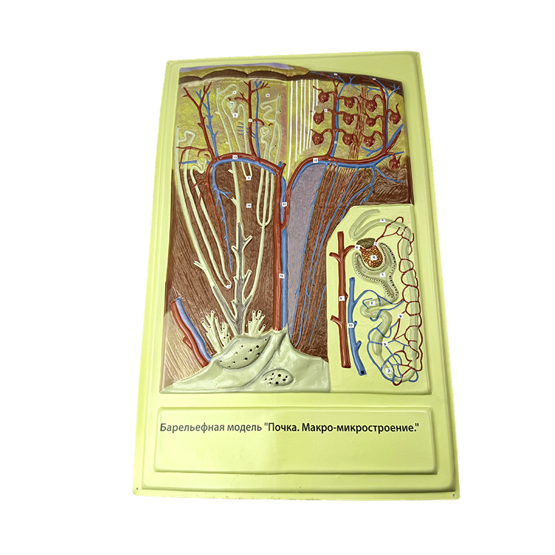 Relief model of intestinal villus