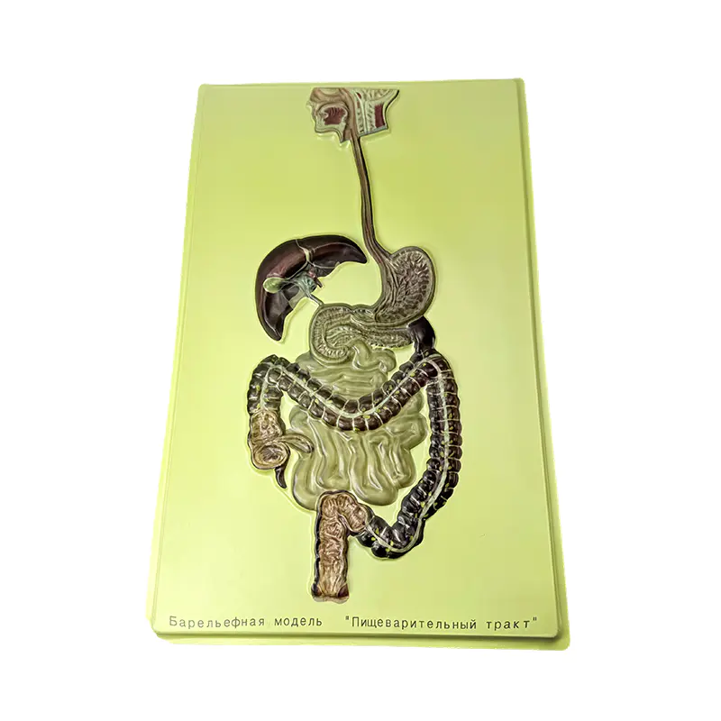 Relief model of human digestive system