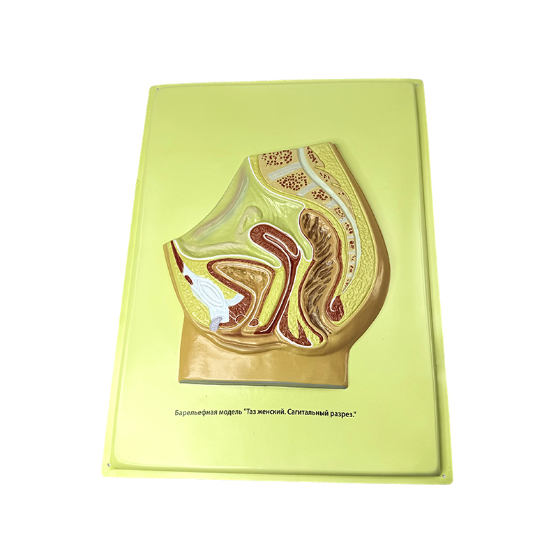 Relief model of female pelvis
