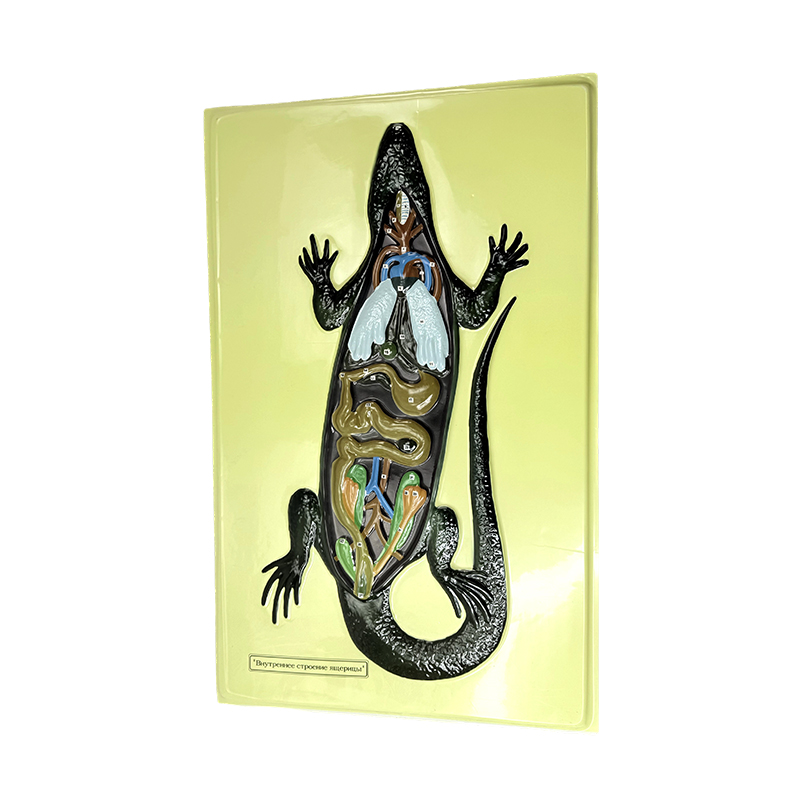 Relief model of lizard